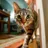 The Cat