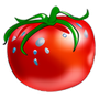 Tomato Torrent