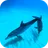 Wild Dolphins Video Wallpaper