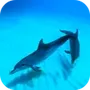 Wild Dolphins Video Wallpaper