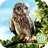 Wild Owl Simulator 3D