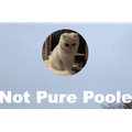 Not Pure Poole