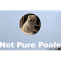 Not Pure Poole