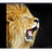 roaring