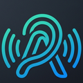 auricle