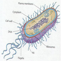 BacterialChemotaxis