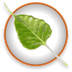 Bodhi Linux