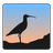 curlew