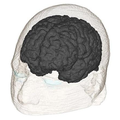 Realistic Human Head Voxel Model