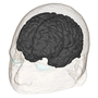 Realistic Human Head Voxel Model