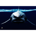 ia SharkGPT