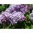 Lilac - a Java assembler