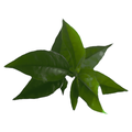 Macha
