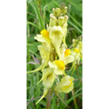 Toadflax