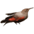 Wallcreeper