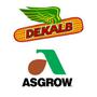 DEKALB Asgrow Deltapine Reviews