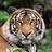 AssetTiger Reviews