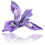 IRIS Floral POS Icon