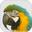 Macaw AMS Icon