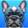 Pulldog Reviews