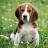 BilbyBeagle
