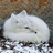 NightFox