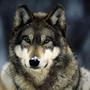 LoneWolf