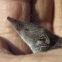 shrew