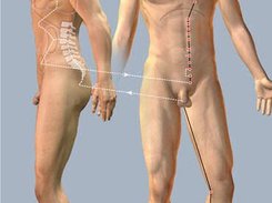 ACE Acupuncture Software Screenshot 1