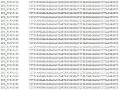 Default ClustalW output in HTML format with DNA sequences from the IPD KIR database
