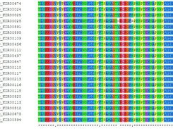 Colored ClustalW output in HTML format with protein sequences from the IPD KIR database