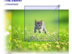 Dragging a box around a picture of a kitten.