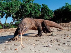 Animal Saver-II Screenshot 5