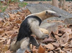 Animal Saver-II Screenshot 6