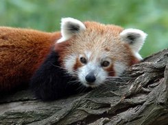 Animal Saver-II Screenshot 4