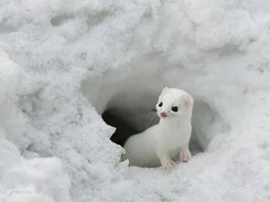 Animal Saver-II Screenshot 2