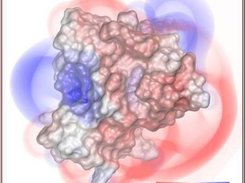 Volume rendering of APBS potentials through VMD