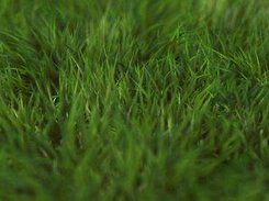 3D Depth-of-Field: Grass, by lancelet