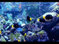 Aquarium Screensaver