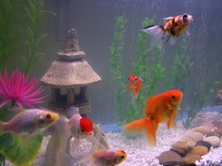 Aquatic Saver Screenshot 1