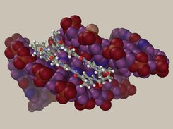 Modelling of DNA-ligand interaction