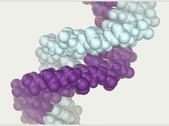 DNA model