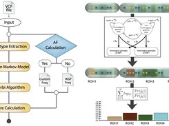 AUDACITY workflow. Panel a: AUDACITY takes as input genotype data in VCF file format and follows 4 analysis steps for RoH identification by DIDOH3M2 (Genotype Extraction, Hidden Markov Model, Viterbi algorithm) and classification by RLOD (Score calculation). For this latter step, AUDACITY can exploit allele frequencies by 1K Genome Project Phase 3 as well as calculate custom allele frequencies from genotypes in the input VCF file. Panel b: The Hidden Markov Model is the core of the DIDOH3M2 algorithm leading to RoH identification. Panel c: RLOD allows to classify ROH based on the allele frequencies of SNP genotypes forming the RoH diplotype.