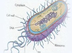 BacterialChemotaxis Screenshot 1