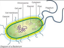 BacterialChemotaxis Screenshot 2