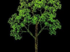 Arbol fractal 2D