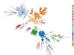 GrapeTree analysis