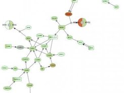 Apoptosis pathway from KEGG with some gene expression data