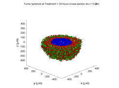 3D cellular automaton model of tumor spheroid drug response, using BioFVM