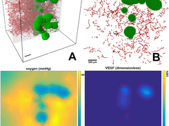 Simulation of oxygen and VEGF transport in a vascularized tumor. From dx.doi.org/10.1093/bioinformatics/btv730